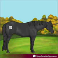 Horse Color:Black 