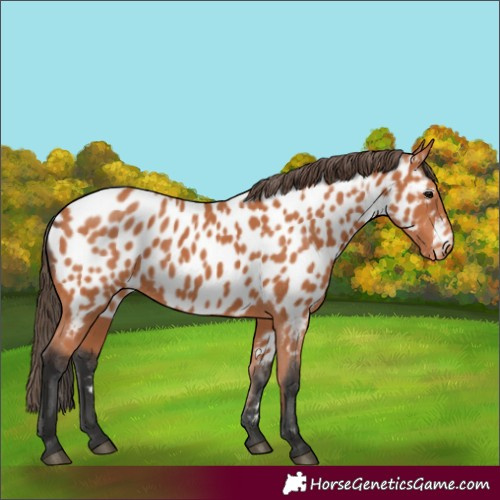 Horse Color:Bay Appaloosa
