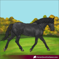 Horse Color:Black 