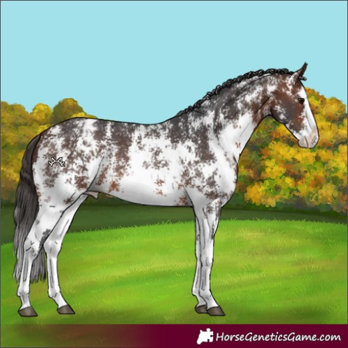Horse Color:Bay Sabino Splash Appaloosa  and Bay Sabino Splash Appaloosa Rabicano 