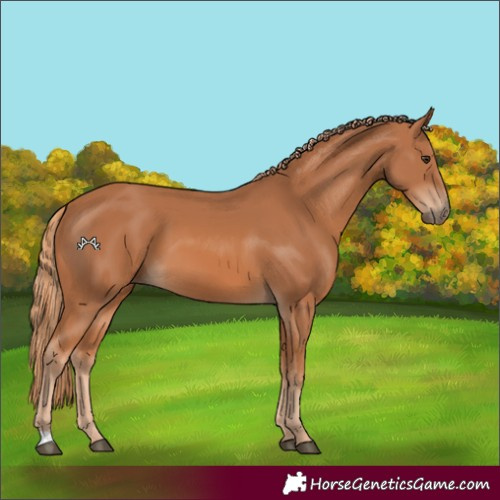 Horse Color:Chestnut 