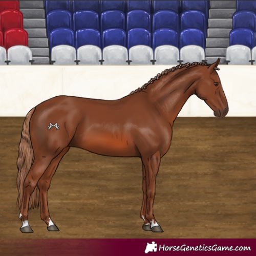 Horse Color:Chestnut 