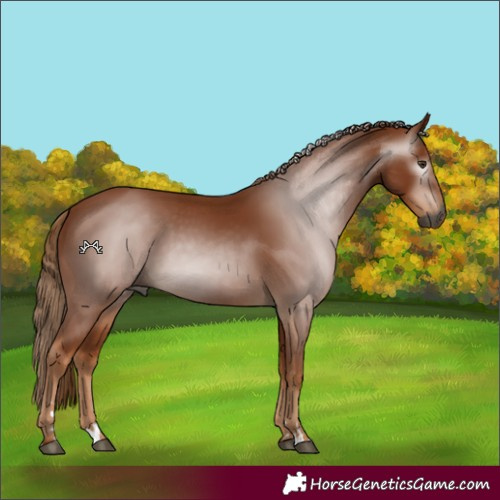 Horse Color:Gray Chestnut 