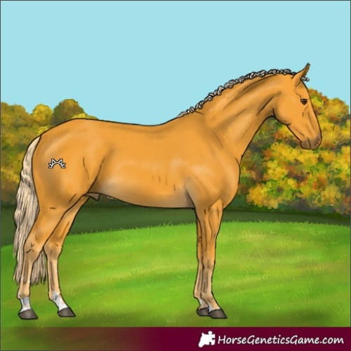 Horse Color:Palomino 