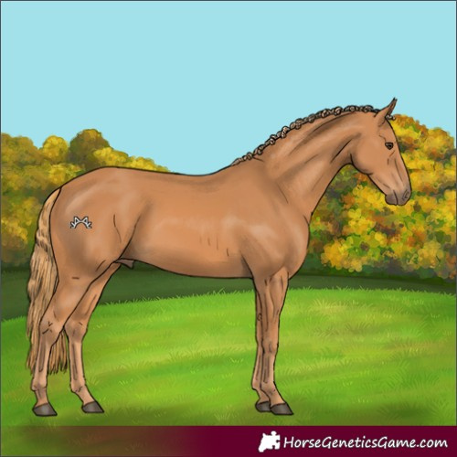 Horse Color:Chestnut 