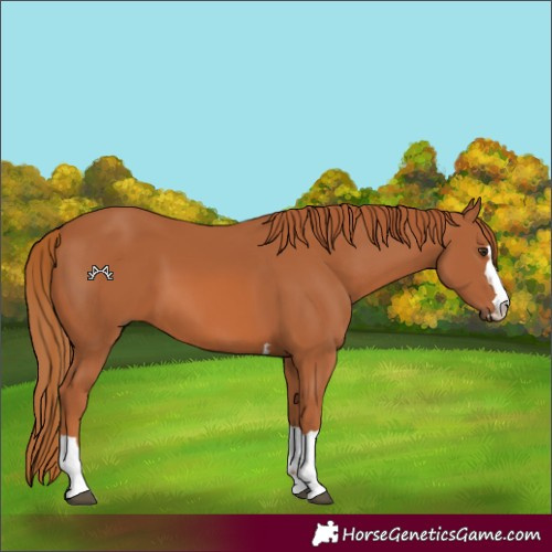 Horse Color:Chestnut 