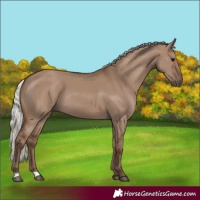 Horse Color:Silver Grullo 