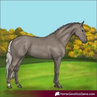 Horse Color:Silver Grullo 