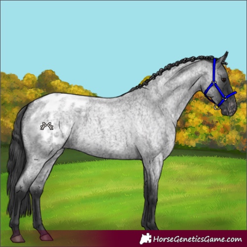 Horse Color:Blue Roan Appaloosa