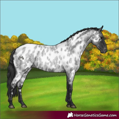 Horse Color:Blue Roan Appaloosa 