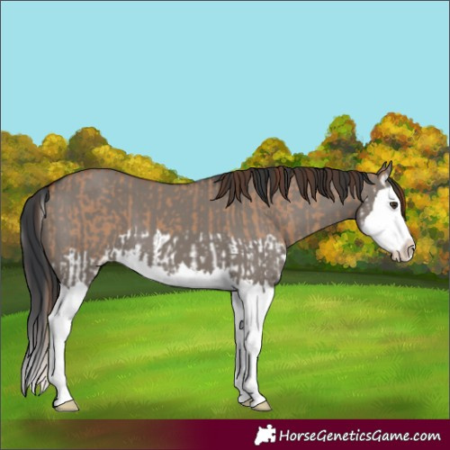 Horse Color:Red Dun Splash  and Grullo Splash 