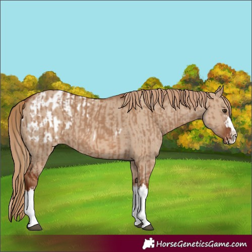 Horse Color:Red Dun Splash  and Red Dun Splash Blanket 