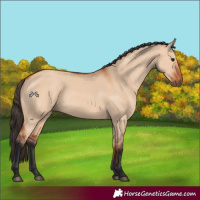 Horse Color:Bay Dun 