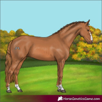 Horse Color:Chestnut 
