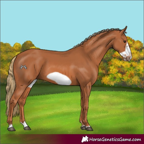 Horse Color:Chestnut Frame 