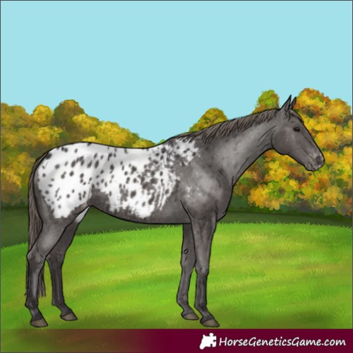 Horse Color:Smoky Black Appaloosa 