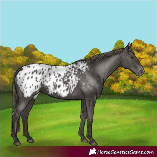 Horse Color:Smoky Black Appaloosa