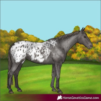 Horse Color:Smoky Black Blanket