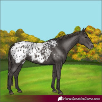 Horse Color:Smoky Black Blanket 