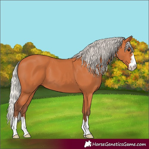 Horse Color:Silver Bay 