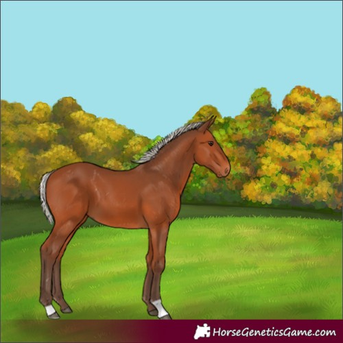 Horse Color:Silver Bay 