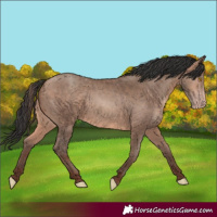 Horse Color:Sable Champagne