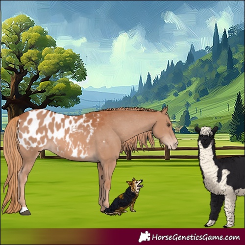 Horse Color:Chestnut Appaloosa 