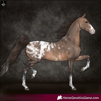 Horse Color:Brown Dun Sabino Splash Appaloosa  and Brown Dun Sabino Splash Appaloosa Rabicano 