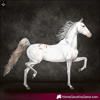 Horse Color:Bay Varnish 