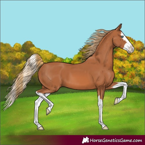 Horse Color:Chestnut Splash 