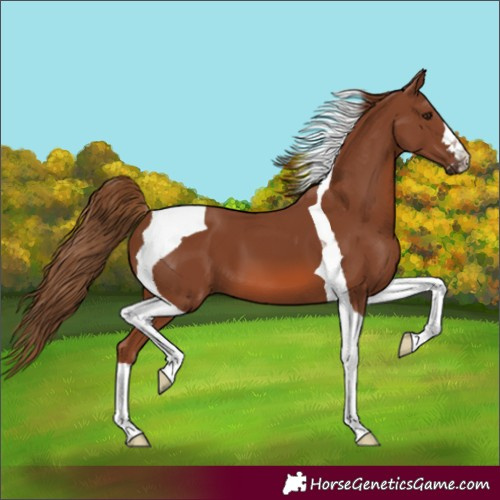Horse Color:Chestnut Tobiano 