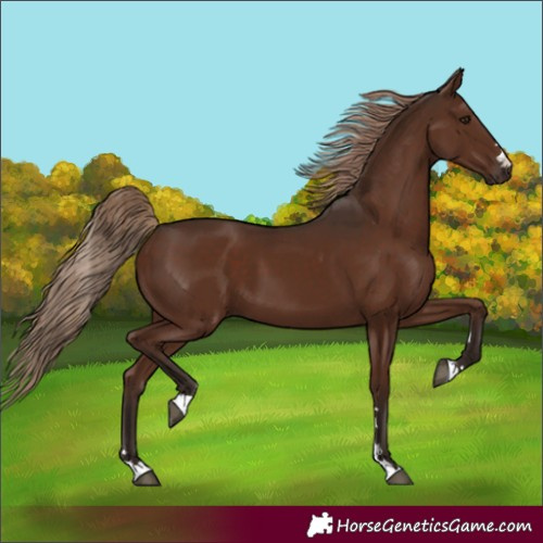 Horse Color:Liver Chestnut 
