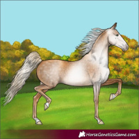 Horse Color:Gray Gold Cream Champagne 
