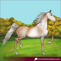 Horse Color:Gray Gold Cream Champagne 