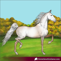 Horse Color:Gray Gold Cream Champagne 