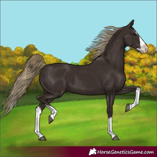 Horse Color:Liver Chestnut Splash 