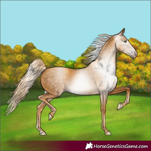 Horse Color:Gray Gold Cream Champagne 