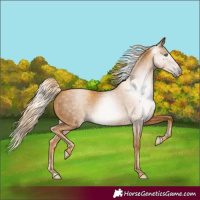 Horse Color:Gray Gold Cream Champagne