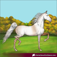 Horse Color:Gray Gold Cream Champagne 