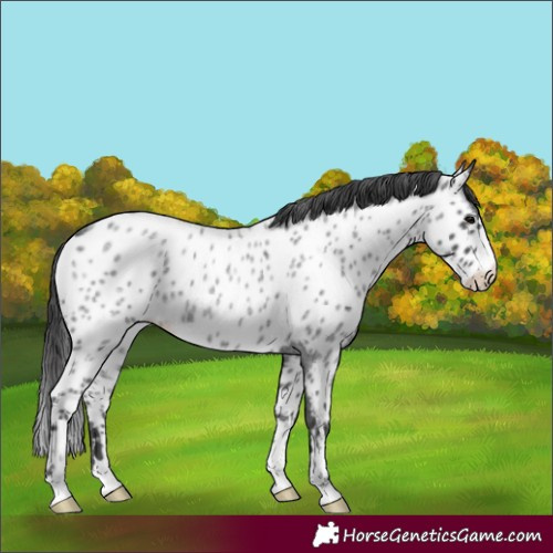 Horse Color:Blue Roan Appaloosa 