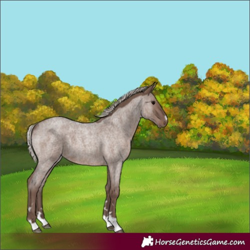Horse Color:Silver Blue Roan 