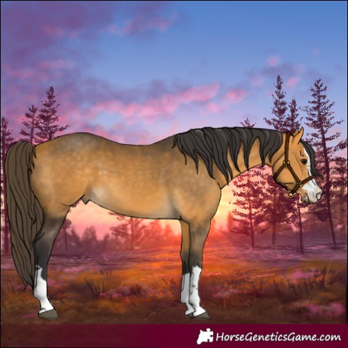 Horse Color:Buckskin