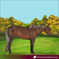 Horse Color:Liver Chestnut 