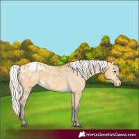 Horse Color:Silver Buckskin Dun Appaloosa 