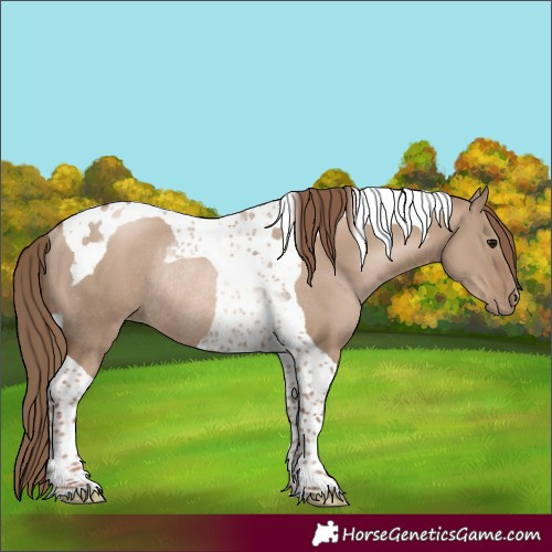 Horse Color:Grullo Pearl Tobiano Rabicano 