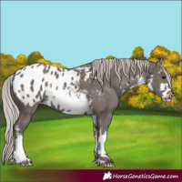 Horse Color:White Spotted Silver Black Appaloosa 
