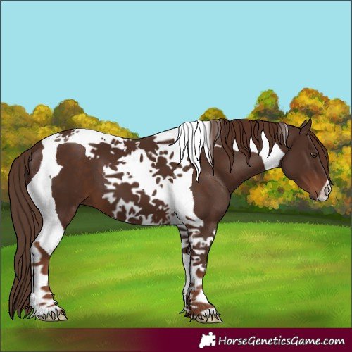 Horse Color:Liver Chestnut Tobiano 