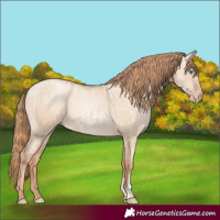 Horse Color:Gold Champagne Pearl Dun Rabicano and Gold Champagne Pearl Dun Rabicano
