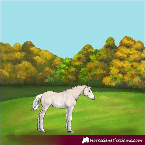 Horse Color:Silver Perlino Sabino 