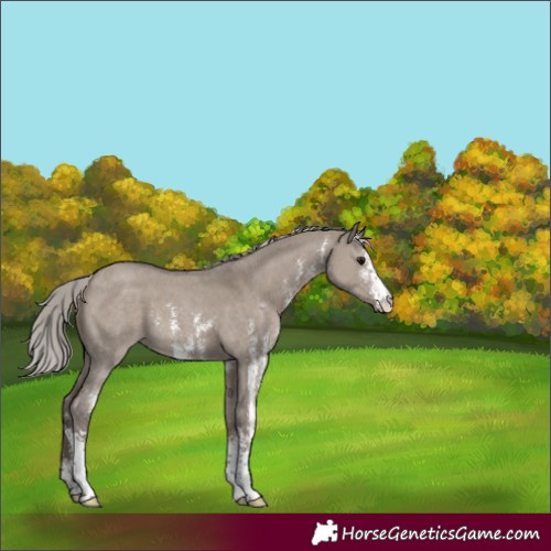 Horse Color:Silver Grullo Sabino 